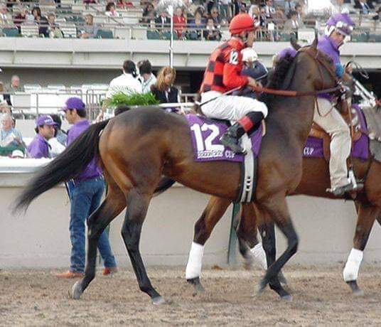 HORSERACING1002's tweet photo. SILIC 🇫🇷 1995
(SILLERY - BALLETOMANE BY SADLER'S WELLS) #Silic
B/ Gimoes de Almeida (Fra) May 6, 1995
O/ Poslosky, Schappa
T/ Julio Canani
DEAAUG 52,099 dls
15-8-2-0------1,422,299 dls
Breeder's Cup Mile G1, Shoemaker's Breeder's Cup Mile G1 (2),Oak Tree Breeder's Cup Mile G3, https://t.co/y261JRdRKM