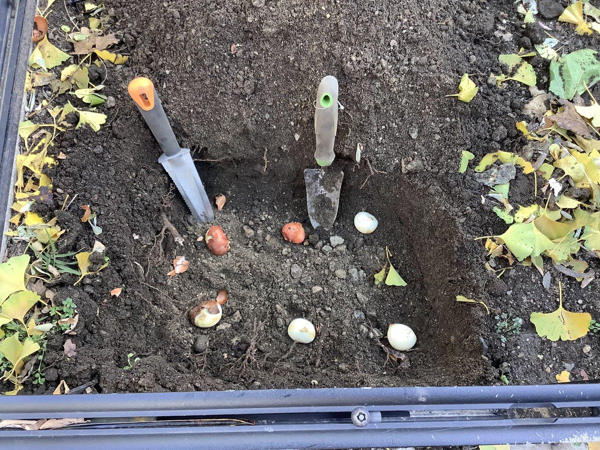 swingstreet133's tweet photo. Thank you @TreesNewYork and @nature_ny for donating tulip bulbs @greenyc @NYCGreenThumb https://t.co/rNvuQxvuLQ