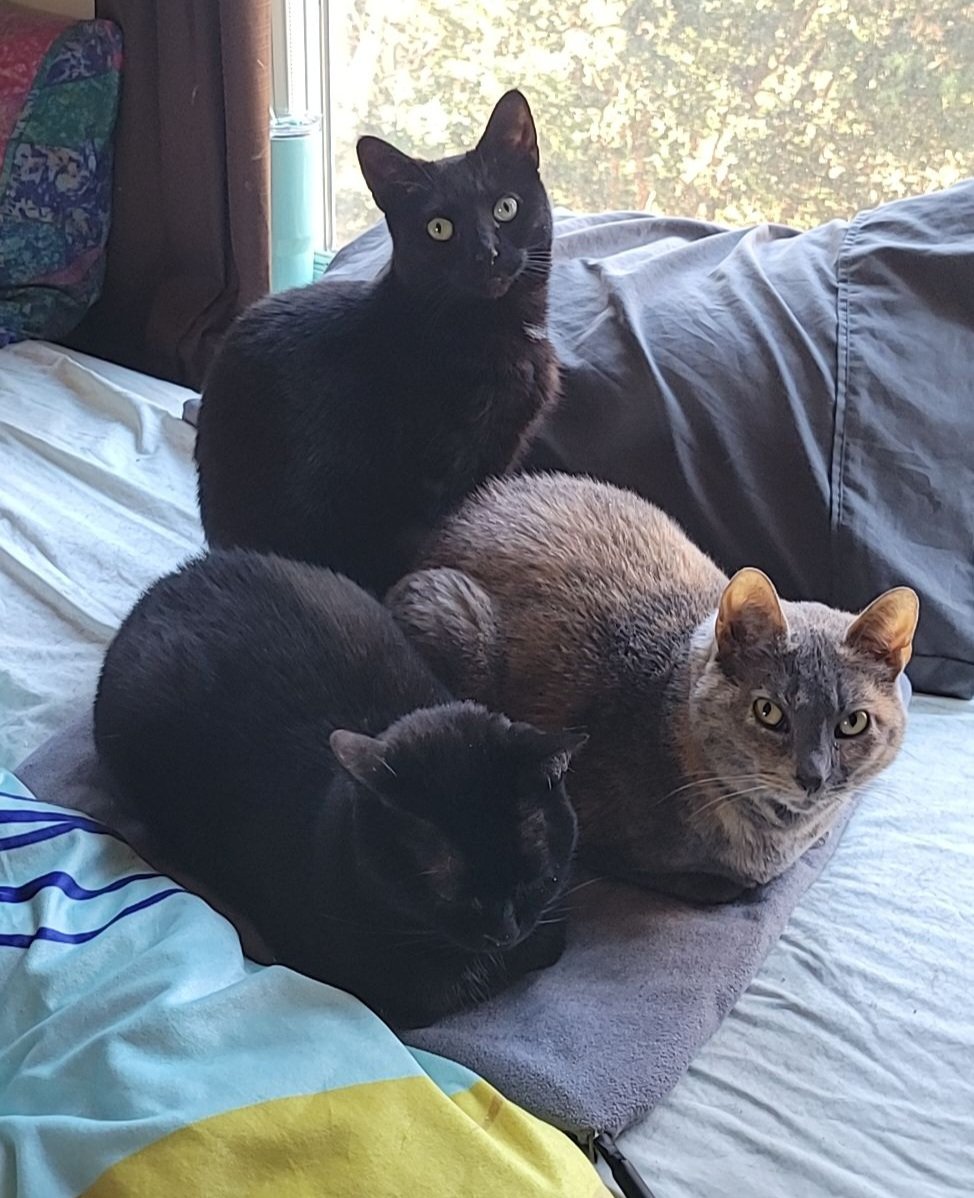 HannahB_913's tweet photo. @FishroomSci @brandynlucca @Echoview She actually doesn't know she ISN'T a black cat. Shh, no one tell her https://t.co/esJslCD5A8