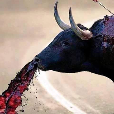 Les députés défenseurs de la corrida aiment les animaux... Bien saignants !
"Torturer un taureau pour le plaisir, pour l'amusement, c'est beaucoup plus que torturer un animal, c'est torturer une conscience"
Victor Hugo, extrémiste antispéciste
#PPLCorrida <a href="/CaronAymericoff/">Aymeric Caron</a>