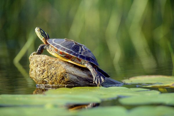 AmericansUnit's tweet photo. We've Given #MitchMcConnell Years To Lead The Party. It's Time To Send The Turtle Off To The Pond
#GetRidOfMitch https://t.co/24y26j8yLa
