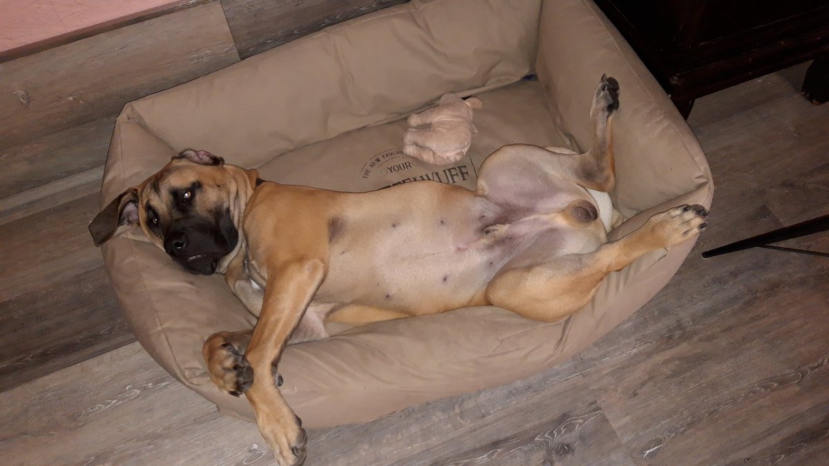 Boerboel_Hanni's tweet photo. Frauchen sagt, dass ich faul bin... https://t.co/ErpF637SeH
