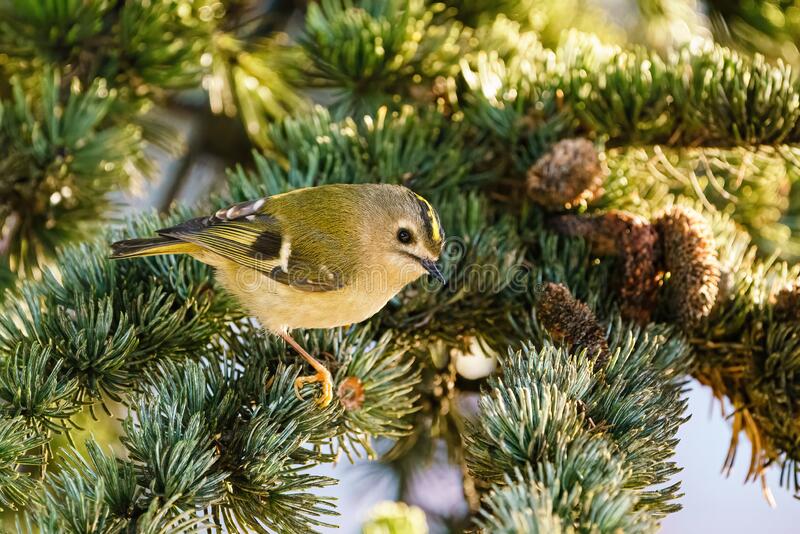 Dr Tom Montgomery tweet media