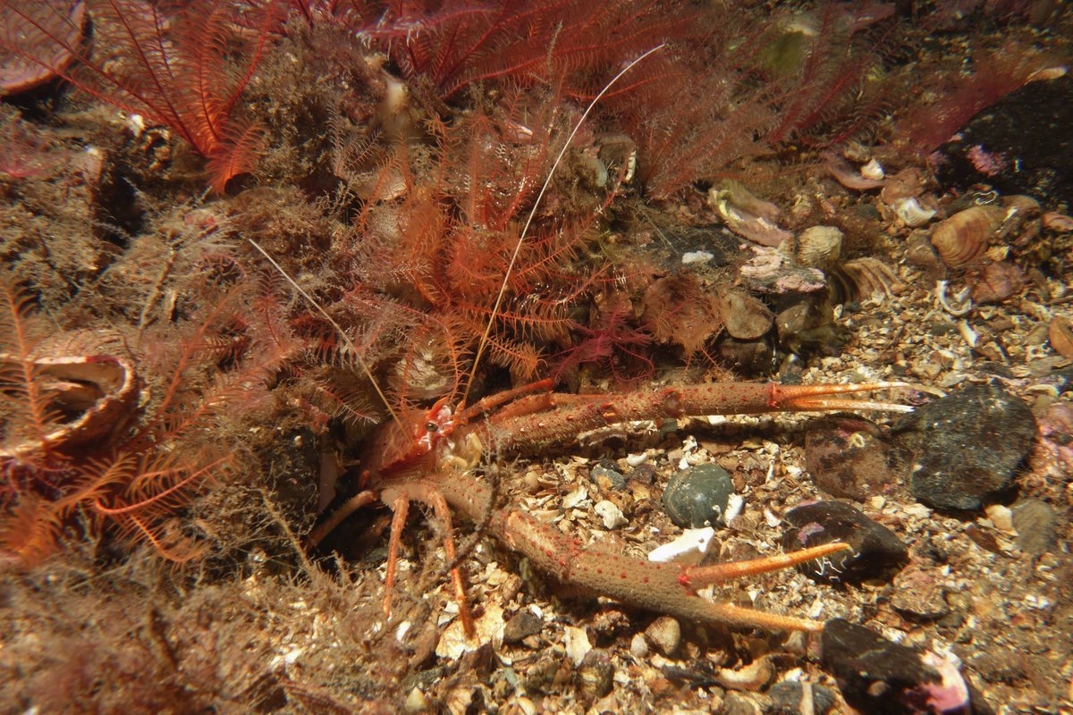 It's always cool to visit Loch Carron. We hit the narrows bang on slack and got loads of time for a mooch about today. There's so much to see it can be a bit overwhelming, so it's nice to come home after a dive and have a good close look at the pictures. 
#scubadiving #scotland