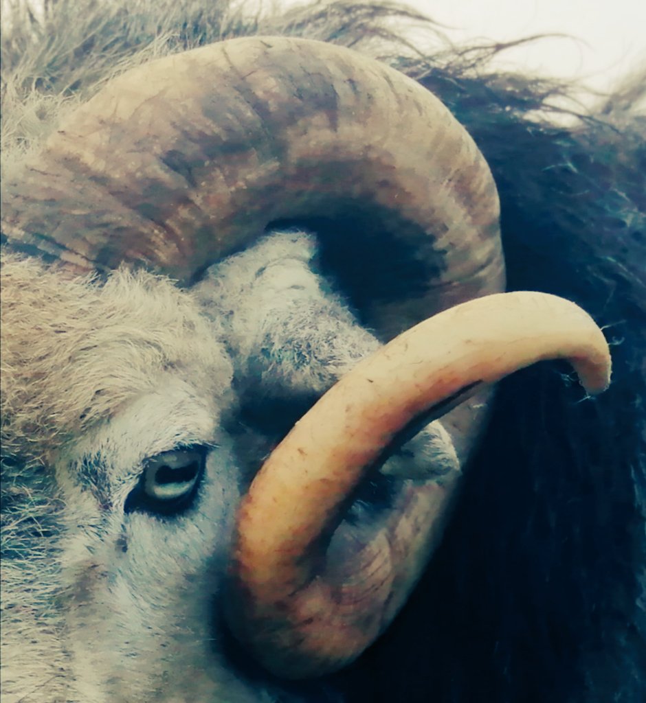 #herdwick #tup #ram #tuppingtime #hillfarm