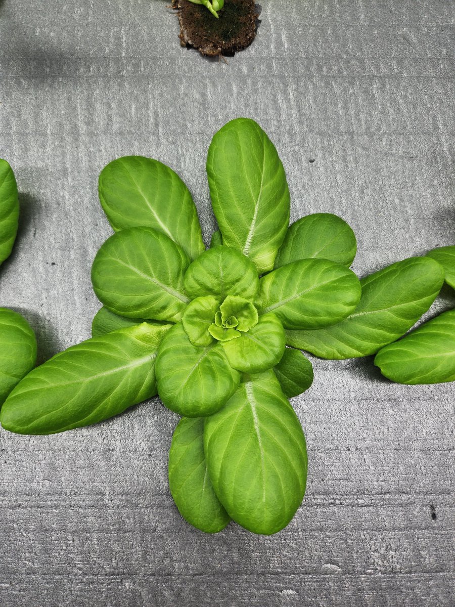 AshleyBaisley tweet media