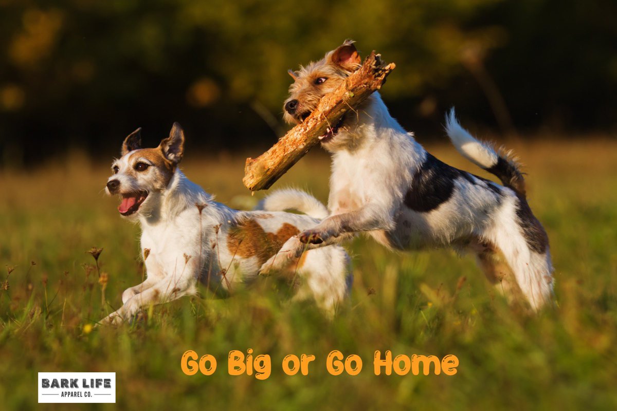 Happy #HumpDay ! Go Big or Go Home💙🐾 #livingthebarklife #dog #DogsofTwittter #bestfriends