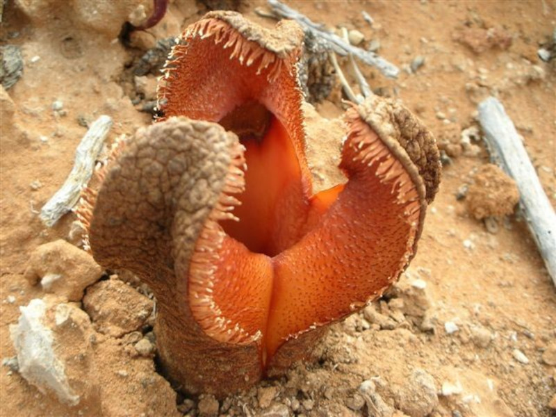 Good morning, meet Hydnora africana, the jakkalskos or jackal food plant! It's parasitic and grows in Africa on the roots of plants in the Euphorbiaceae family and has no leaves or chlorophyll. In fact it lives completely underground until the alarmingly fleshy flower emerges. 🌸