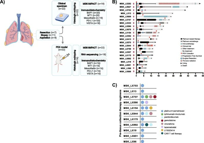 Genome Medicine (@genomemedicine) on Twitter photo New diffuse pleural mesothelioma #cancerresearch from <a href="/michael_offin/">Michael Offin</a> <a href="/triparnasen/">Triparna Sen (Sen-Lab)</a> <a href="/charlesrudin/">Charlie Rudin</a> & co <a href="/MSKCancerCenter/">Memorial Sloan Kettering Cancer Center</a> who established patient-derived xenografts which provide insight into the genomic, transcriptomic, and protein landscape of MPM
bit.ly/3hLgFZI New diffuse pleural mesothelioma #cancerresearch from <a href="/michael_offin/">Michael Offin</a> <a href="/triparnasen/">Triparna Sen (Sen-Lab)</a> <a href="/charlesrudin/">Charlie Rudin</a> & co <a href="/MSKCancerCenter/">Memorial Sloan Kettering Cancer Center</a> who established patient-derived xenografts which provide insight into the genomic, transcriptomic, and protein landscape of MPM
bit.ly/3hLgFZI