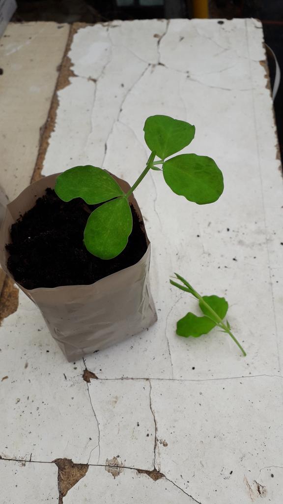 EagleSweetPeas's tweet photo. Time to pinch out if not already done so. Simply cut the top off leaving 2 pairs of leaves. https://t.co/LnxJTb9H2S