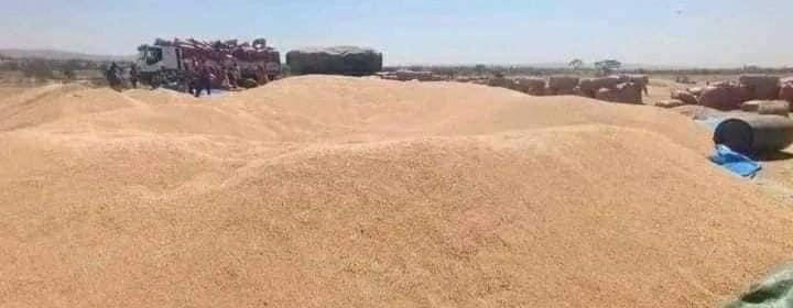 SuleimanAbdell7's tweet photo. በደቡብ ኢትዮዽያ ስልጤ ዞን የተመረተ የመኸር ስንዴ ነው። መሬቷን አሳምሮ ለሁሉም እንድትመች አድረጎ የፈጠራት አገር ነገር ግን በገዛ ልጆቿ ደሀ ሆነሽ ኑሪ ተብላ የተፈረደባት አገር የሚሉን አረቦች ወደው አደለም።
#EthiopiaPrevails https://t.co/KOzY5kuhJL