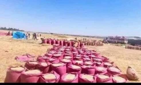 SuleimanAbdell7's tweet photo. በደቡብ ኢትዮዽያ ስልጤ ዞን የተመረተ የመኸር ስንዴ ነው። መሬቷን አሳምሮ ለሁሉም እንድትመች አድረጎ የፈጠራት አገር ነገር ግን በገዛ ልጆቿ ደሀ ሆነሽ ኑሪ ተብላ የተፈረደባት አገር የሚሉን አረቦች ወደው አደለም።
#EthiopiaPrevails https://t.co/KOzY5kuhJL