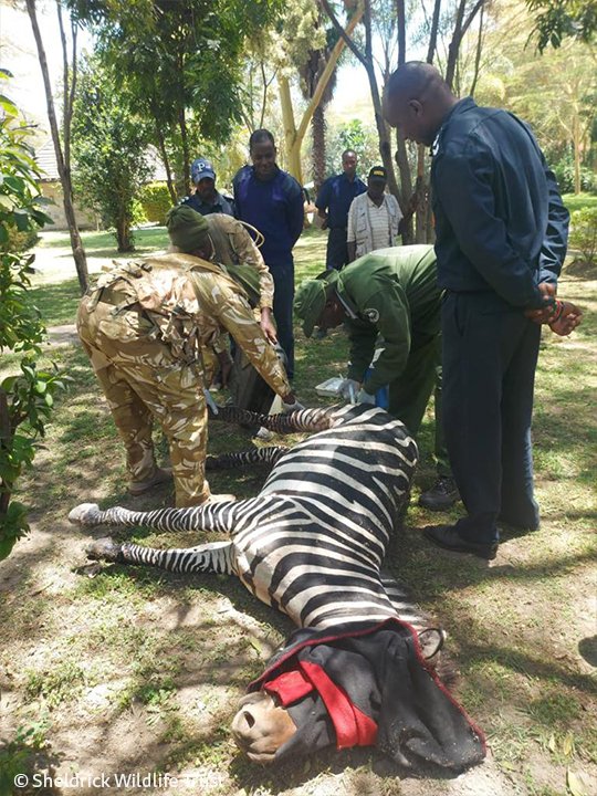 SheldrickTrust's tweet photo. Snares will catch/kill any wild animal to cross them, as both this zebra &amp; buffalo found out! The zebra had a wire snare cutting into his leg, whilst the buffalo had a tight wire around his neck. Luckily, our SWT/KWS Vet Unit managed to free them both from these deadly traps. https://t.co/s9XIxNvhnj
