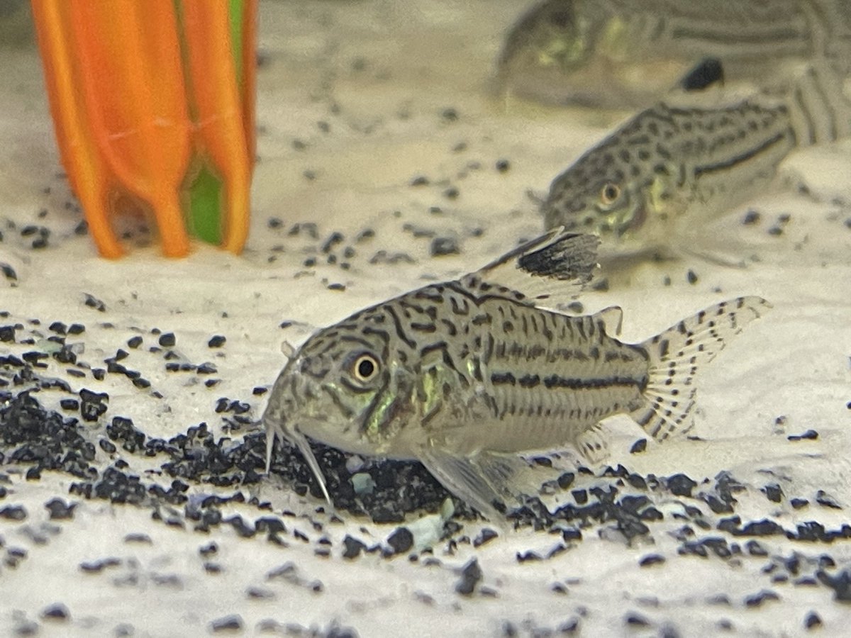 🐟 JUST ARRIVED! 🐟 

Shark Catfish
Figure 8 Puffer
Julii Cory

Limited of each now in-stock and online so be sure to check them out!

#tropicalfishtank #tropicalfishkeeping #tropicaltanksofinstagram #tropicalfishofinstagram #fishtanksofinstagram #fishtankhobby #fishtanklife