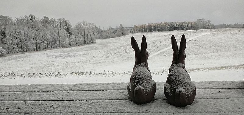 The rabbits are cast iron but the snow is real. A whole pile of farm projects just got paused. How long till April? 🇨🇦