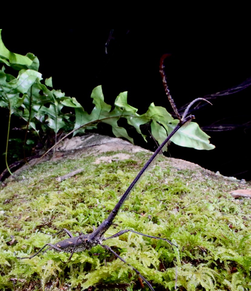 The NZ giraffe weevil, look at the snout in that thing! #BugOfTheYear2023
