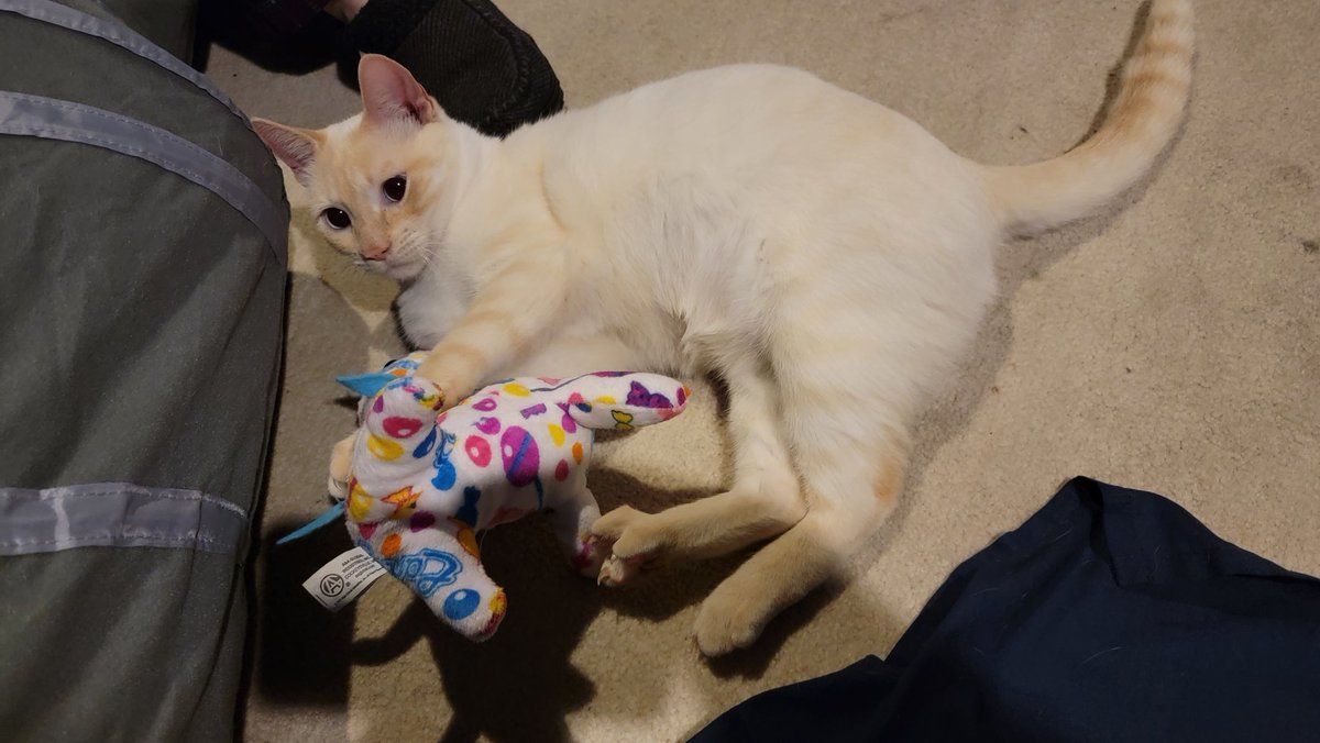 tellahnesh's tweet photo. #kittytakeover https://t.co/7vt5bvEEwh
