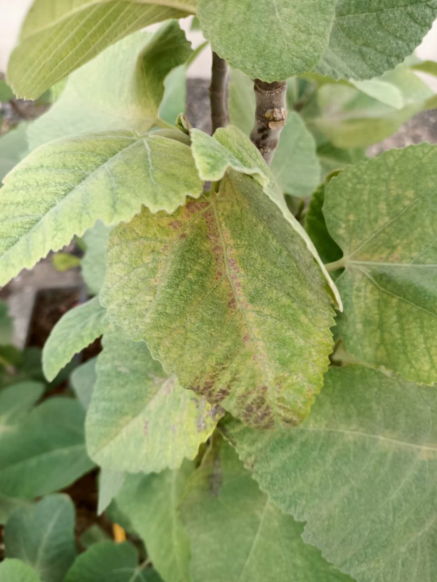 عناكب رش بايفن مول 
0.5 مل لكل ليتر ماء و تعاد بعد اسبوع