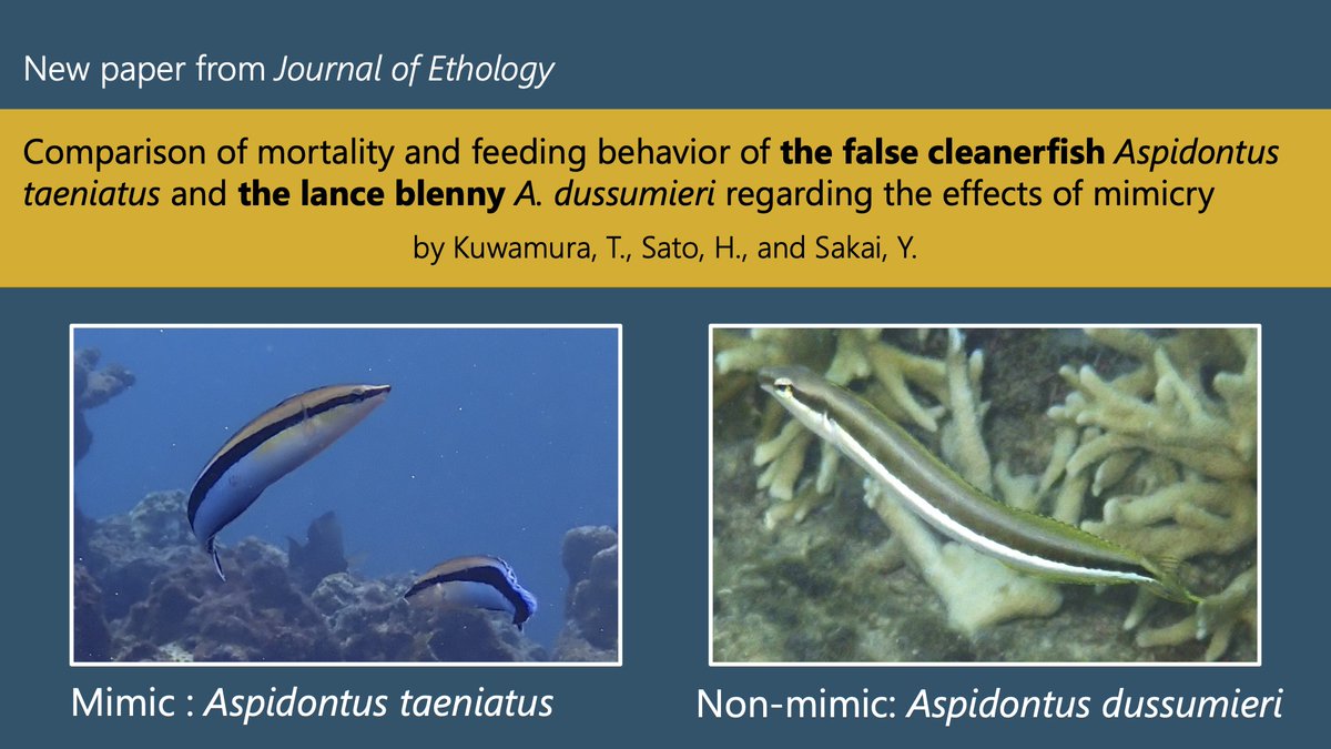 Hajime Sato (@teamaspidontus) on Twitter photo A new paper on #Cleaner_fish_mimicry is now available. Read our latest #research , published with <a href="/SpringerNature/">Springer Nature</a> in <a href="/J_Ethology/">Journal of Ethology</a>
You can read it from SharedIt: rdcu.be/cZLeu A new paper on #Cleaner_fish_mimicry is now available. Read our latest #research , published with <a href="/SpringerNature/">Springer Nature</a> in <a href="/J_Ethology/">Journal of Ethology</a>
You can read it from SharedIt: rdcu.be/cZLeu