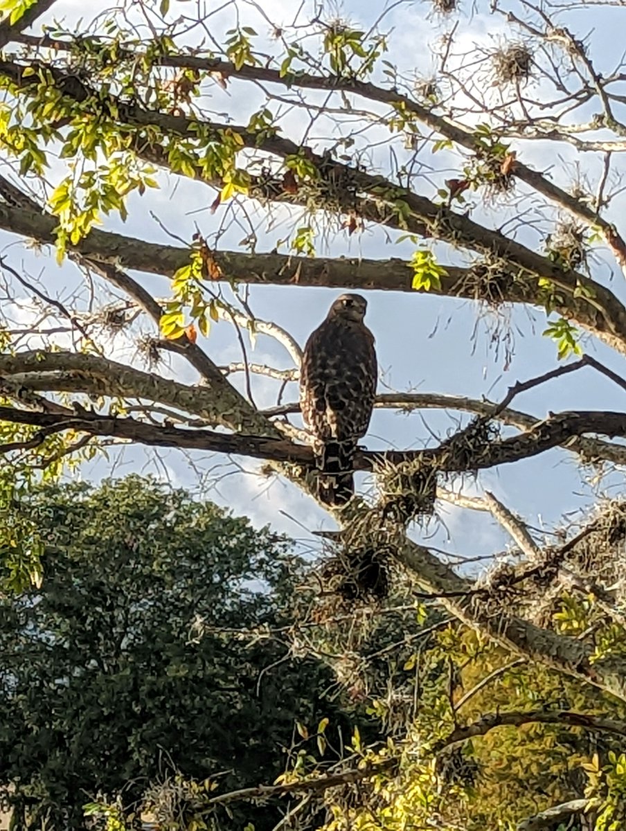 SeaGateHomesPC's tweet photo. Well, this is Hawkward. 

Got caught taking a photo of our office visitor. https://t.co/ygvmda3cCA