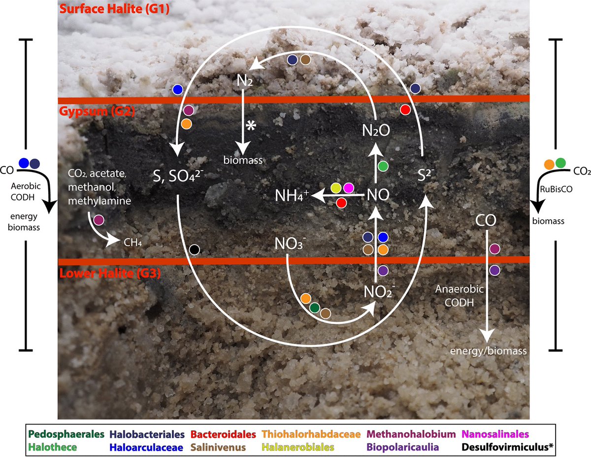 EvolvedBiofilm's tweet photo. Metabolic Potential of Microbial Communities in the Hypersaline Sediments of the Bonneville Salt Flats

@mSystemsJ #mSystems from @wbrazelton 

https://t.co/Fnm0uQjukU https://t.co/ClBb9zkr8z