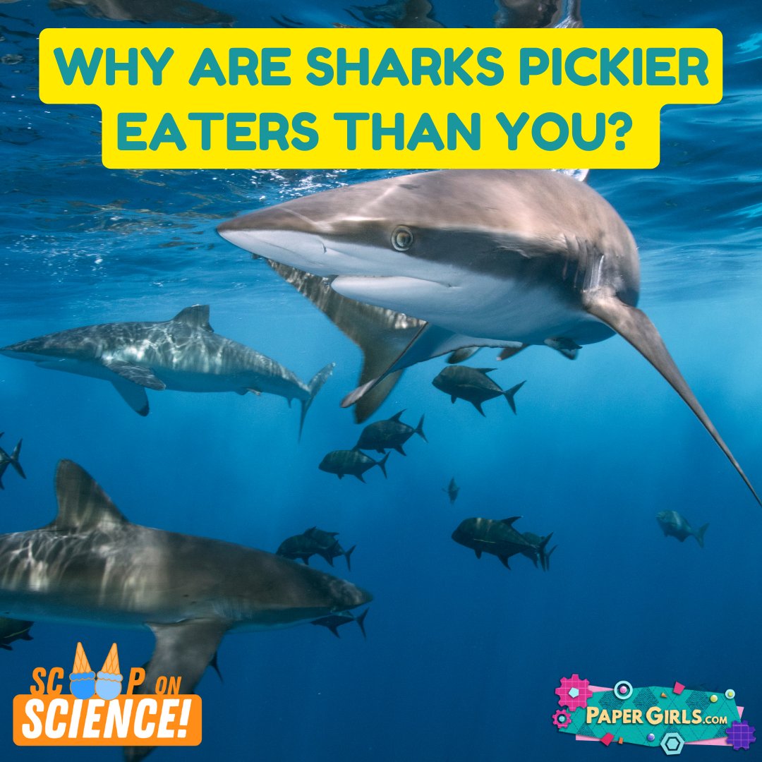 PaperGirlsTV's tweet photo. Did you know sharks & humans are both picky eaters? Get the #ScoopOnScience to learn all about #sharks & how they eat!
🦈Check out this episode and more at: https://t.co/SFOyan3l8f
#papergirls #papergirlstv #papergirlsshow #PGTV #science #scikids #STEM #STEAM #STEMeducation https://t.co/MS8VZKsXv5