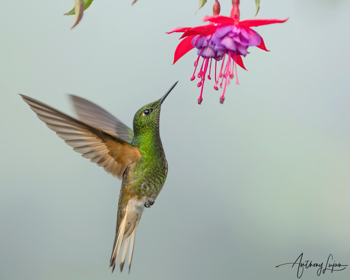 A gentle fly up - Buff-tailed Coronet
Colombia
Sony A1 - Sony 600mm

#BufftailedCoronet #coronet #hummingbird #nuts_about_birds #earthcapture #nature #natgeoyourshot #hummingbirdsofcolombia #naturephotography #sonya1 #sony600mm #sony600mmf4 #birdsonearth #birding #birdwatching...