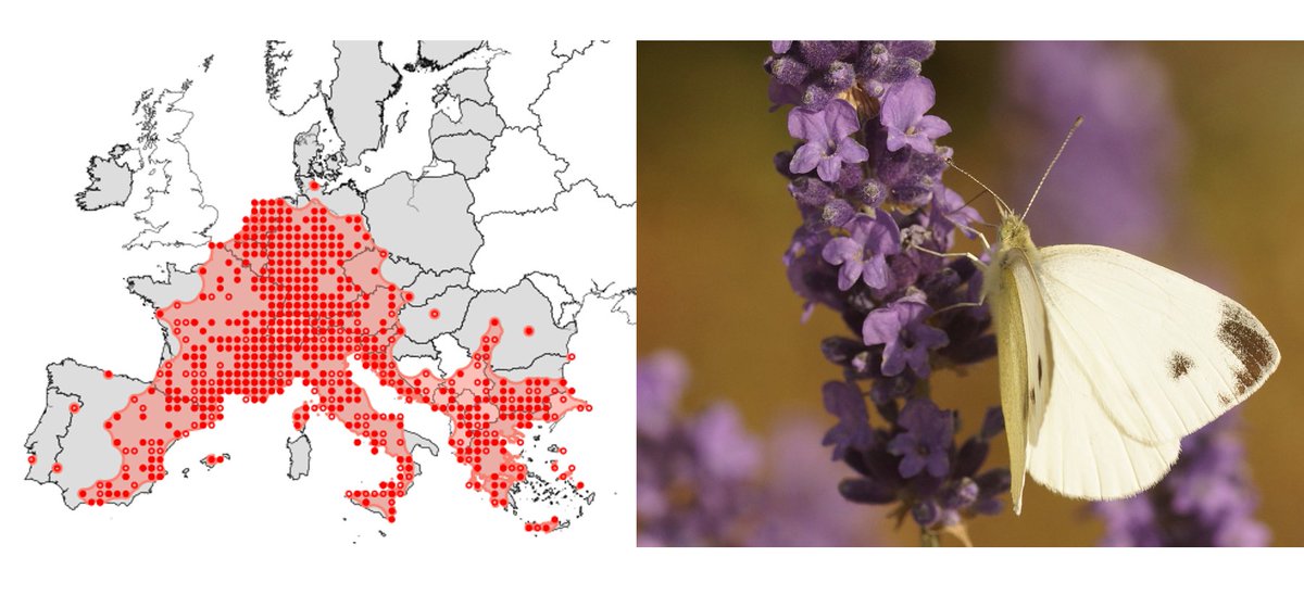 chrisvanswaay's tweet photo. Distribution (up to 2021) of Southern Small White (Pieris mannii) in Europe. The expansion mainly occurred from the Alps in NNW direction. Will it reach Denmark before the UK? https://t.co/Z7Lzkh9G9T