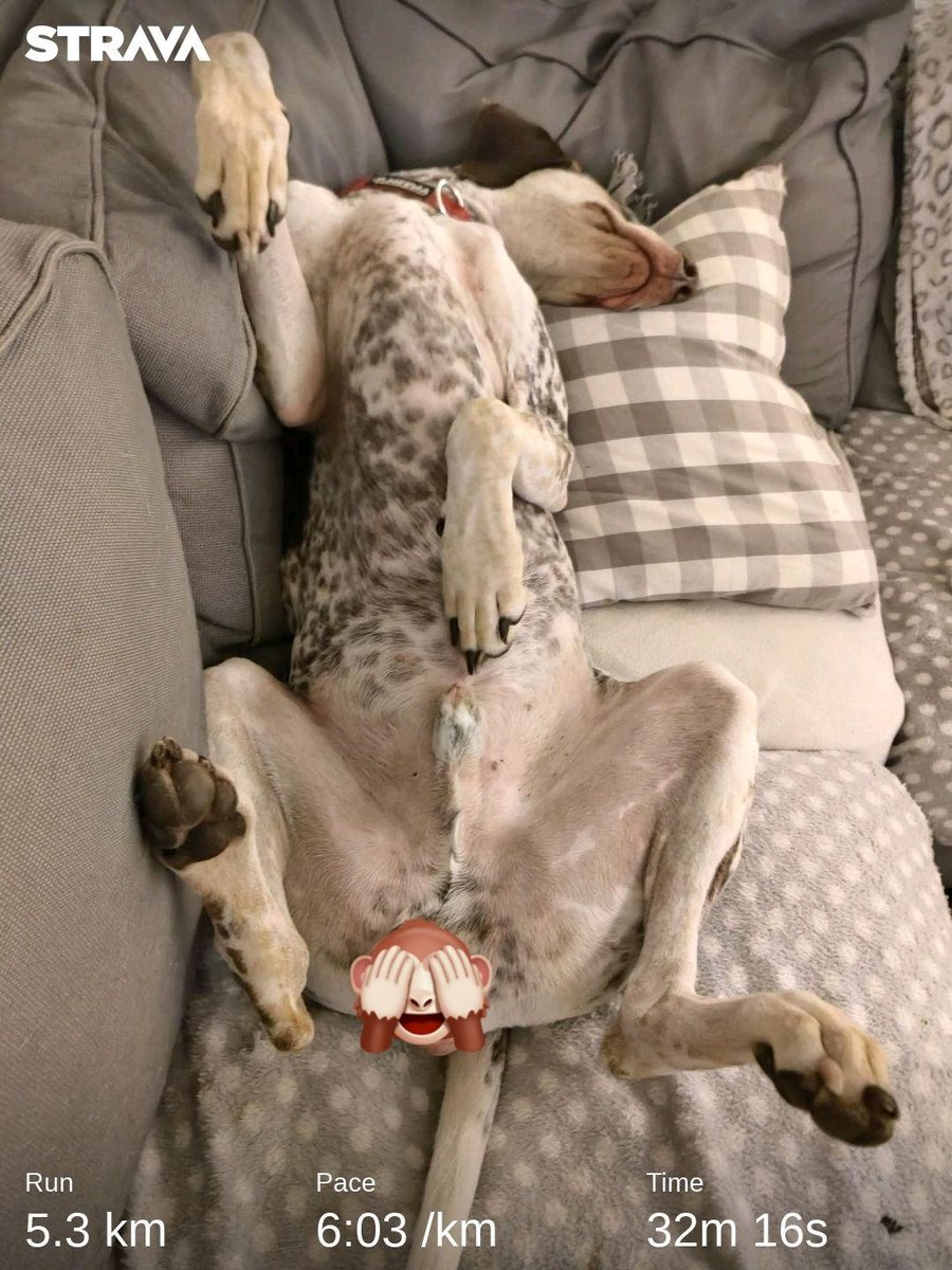 CanicrossRoutes's tweet image. Check out my activity on Strava: strava.app.link/kdgKgbjh0ub #canicrossroutes #Canicross #runwithdogs #ESD