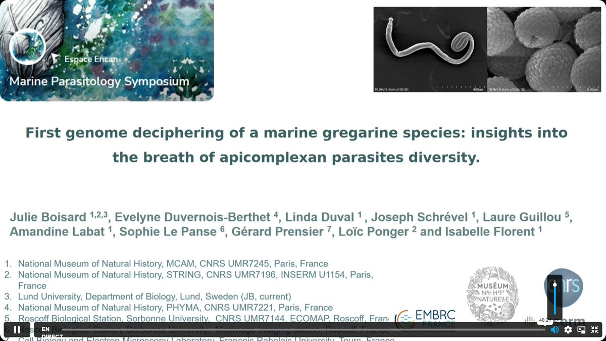 Plathelminthe4's tweet photo. Gregarines are fascinating...
@iseempd https://t.co/QqPBT0czzL