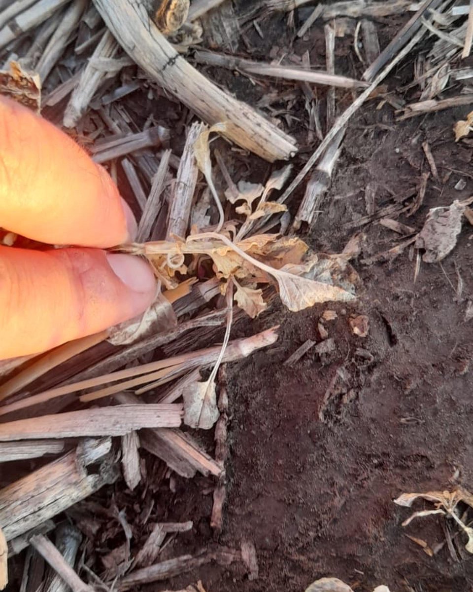 Integral Agropecuaria SRL tweet media