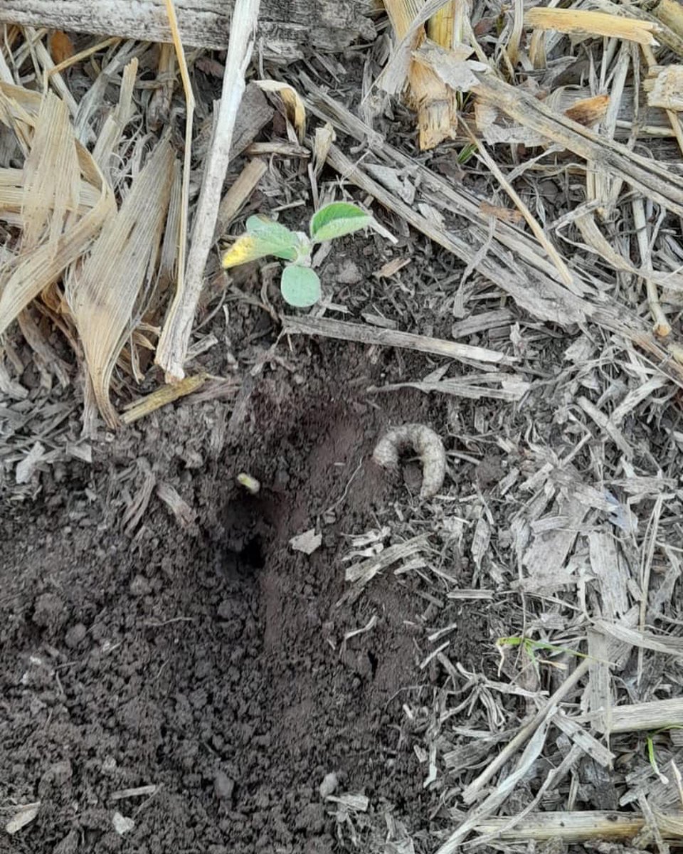 Integral Agropecuaria SRL tweet media