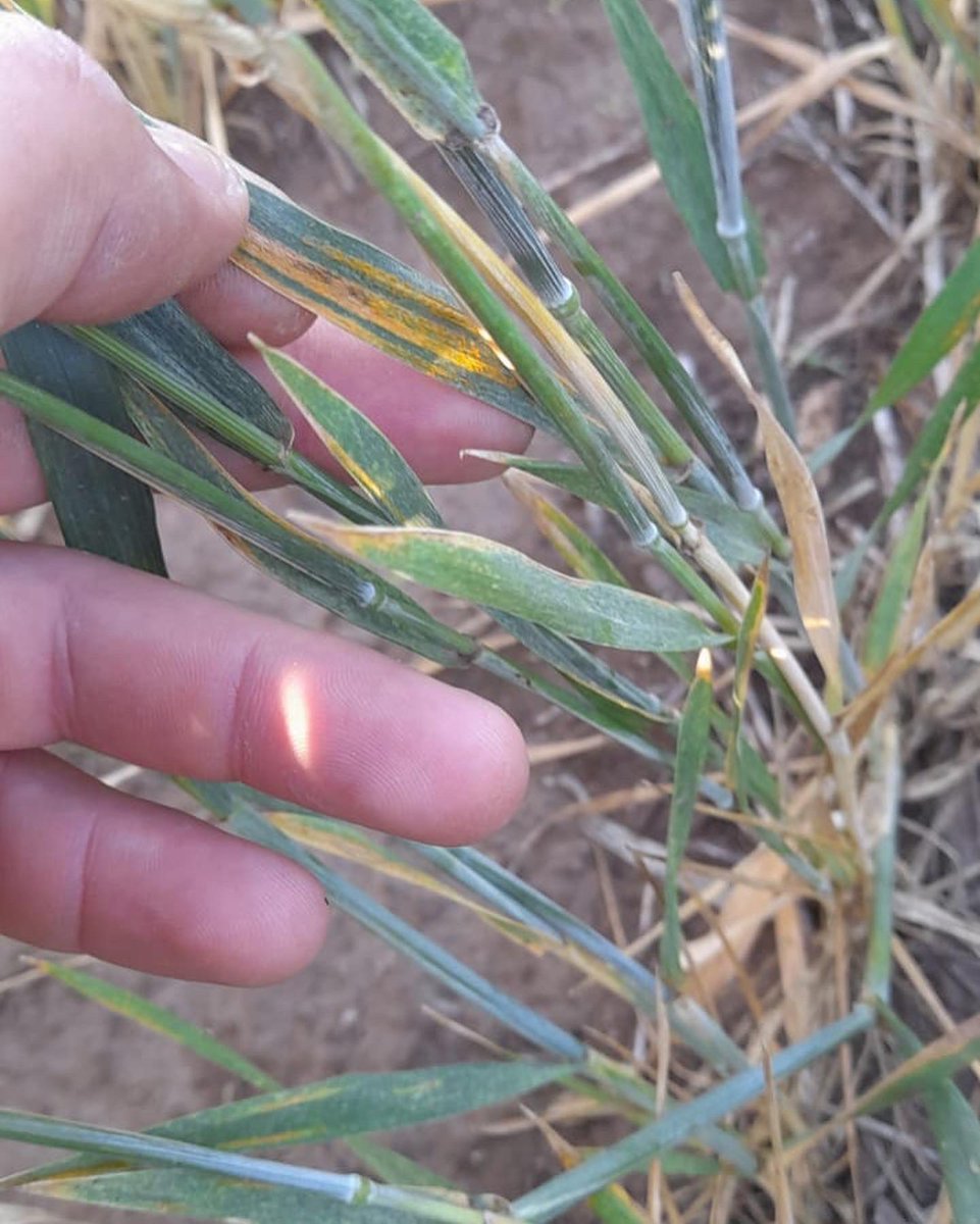 Integral Agropecuaria SRL tweet media
