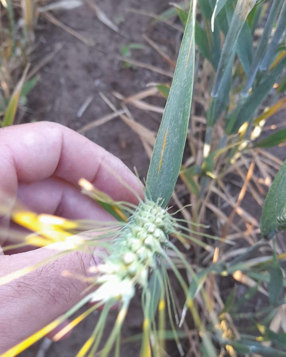Integral Agropecuaria SRL tweet media