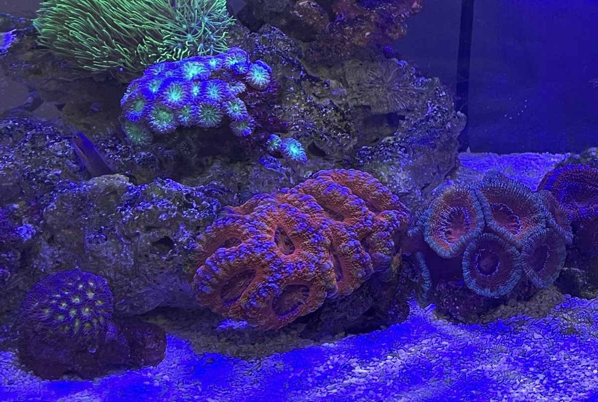 kikikumanomi's tweet image. うちのもうひとつの水槽はフレームのつつきから逃げてきた珊瑚たちで構成されてます。敵が居なくなり復活のカク。そして色揚がりがすごいw
右がbefore😂ｺﾞﾒﾝﾖ
 #reefLED
 #カクオオトゲキクメイシ