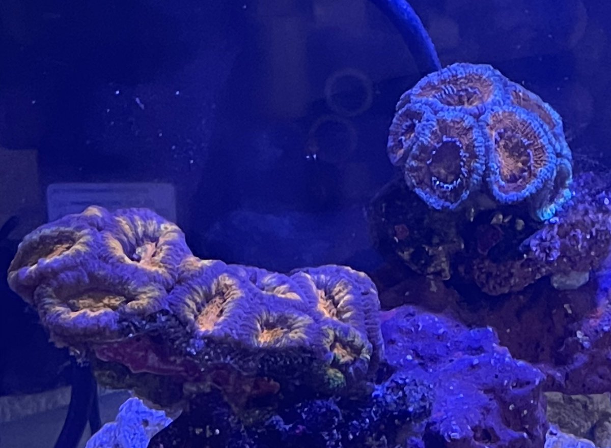 kikikumanomi's tweet image. うちのもうひとつの水槽はフレームのつつきから逃げてきた珊瑚たちで構成されてます。敵が居なくなり復活のカク。そして色揚がりがすごいw
右がbefore😂ｺﾞﾒﾝﾖ
 #reefLED
 #カクオオトゲキクメイシ