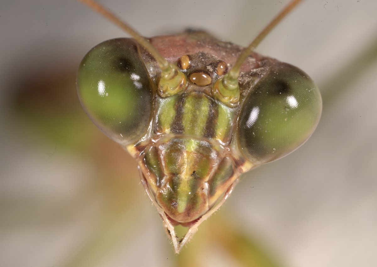 sabikikori5's tweet photo. #オオカマキリ。
晩秋を生きるオスの容貌。
#Tenodera aridifolia #Mantidae #Mantodea https://t.co/nBcvCn5D8S