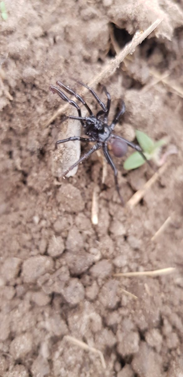 jod_alef's tweet photo. @AracnoC, pode aranha com 10 pernas? https://t.co/DslQoVHRYB
