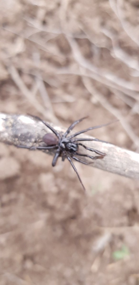 jod_alef's tweet photo. @AracnoC, pode aranha com 10 pernas? https://t.co/DslQoVHRYB