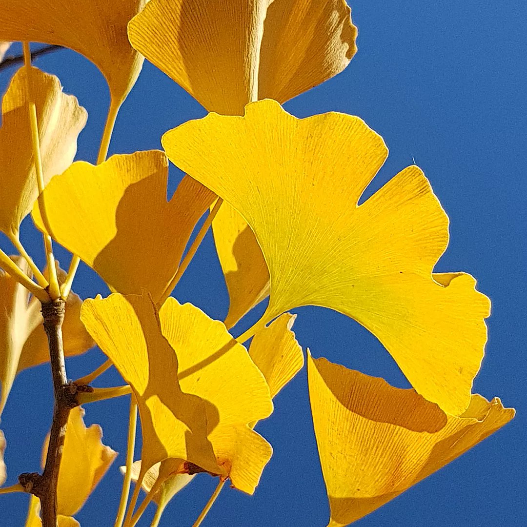 AnjaSchaefers's tweet photo. @BenteliciousArt Ginkgo-Heldin 💛 https://t.co/y27CvNlbYQ