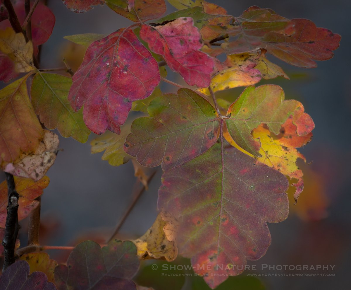 ShowMeNature's tweet photo. "Nature's Kaleidoscope" https://t.co/13ibI3drYg #nature #photography #fall_colors #Missouri #Ozarks https://t.co/8KBN6zw5vq