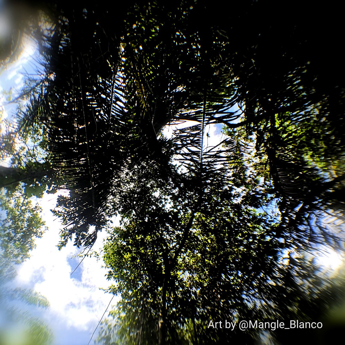 Mangle_Blanco's tweet photo. Canopy cover across the agricultural landscape in San Onofre, Sucre:
Grassland, oil palm plantation, riparia, and shrubland
#BolTéX #SabbaticalLeave https://t.co/ftnMilyQY2