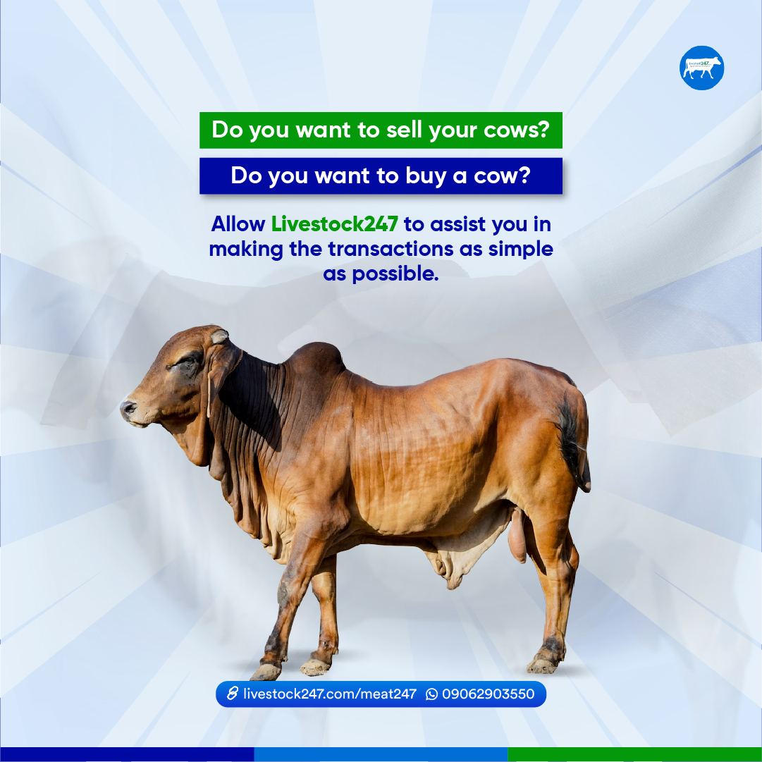 livestock247ng's tweet photo. Do you want to sell your cows? Do you want to buy a cow? Allow Livestock247 to assist you in making the transactions as simple as possible.
Call us at 09062903550 right away.
#livestock247 #livestock #meat247 #farming #lagosmeatstore #lagosmeat #lagosfoodvendors #meatsharing https://t.co/KZL9w77BC8