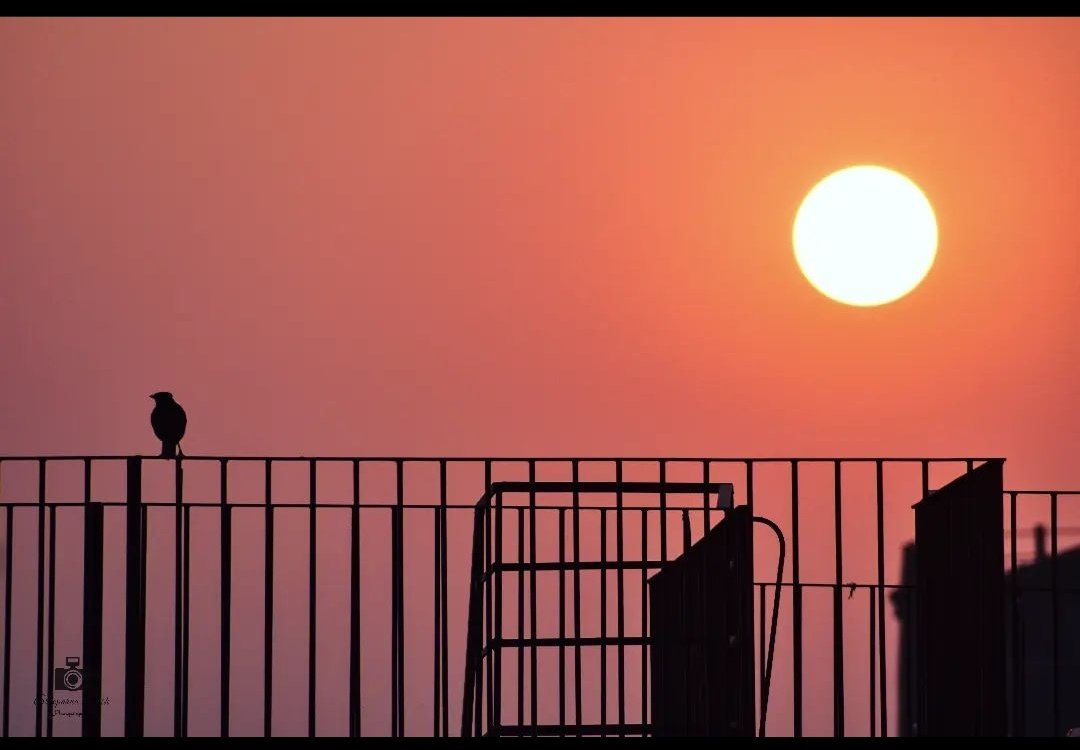 Birdie watching sunset 🐦🌇
.
#sunsetphotography #sunsetlovers #birdie #watchingsunset #goldenhourphotography #sky #shades #skyyellow #silhouttephotography #nature #birdsonearth #birdiewatchingsunset #evening #naturephotography #instamood
