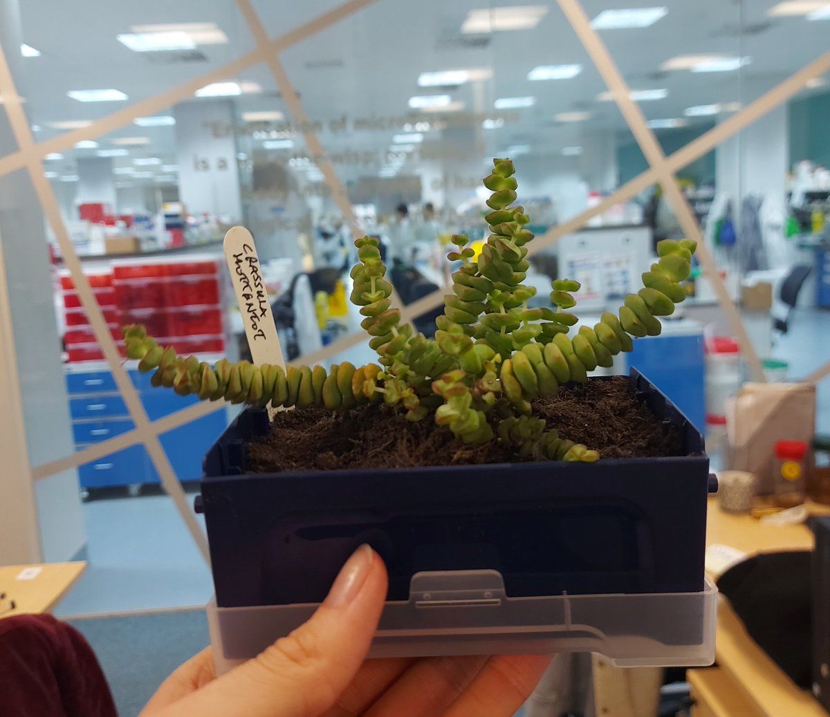 Microbiolottie's tweet photo. Loving the latest addition to my desk 😍 the best kind of recycling!! Thanks @JamalSTARLAB @StarlabUKLtd https://t.co/AiMft52bYT