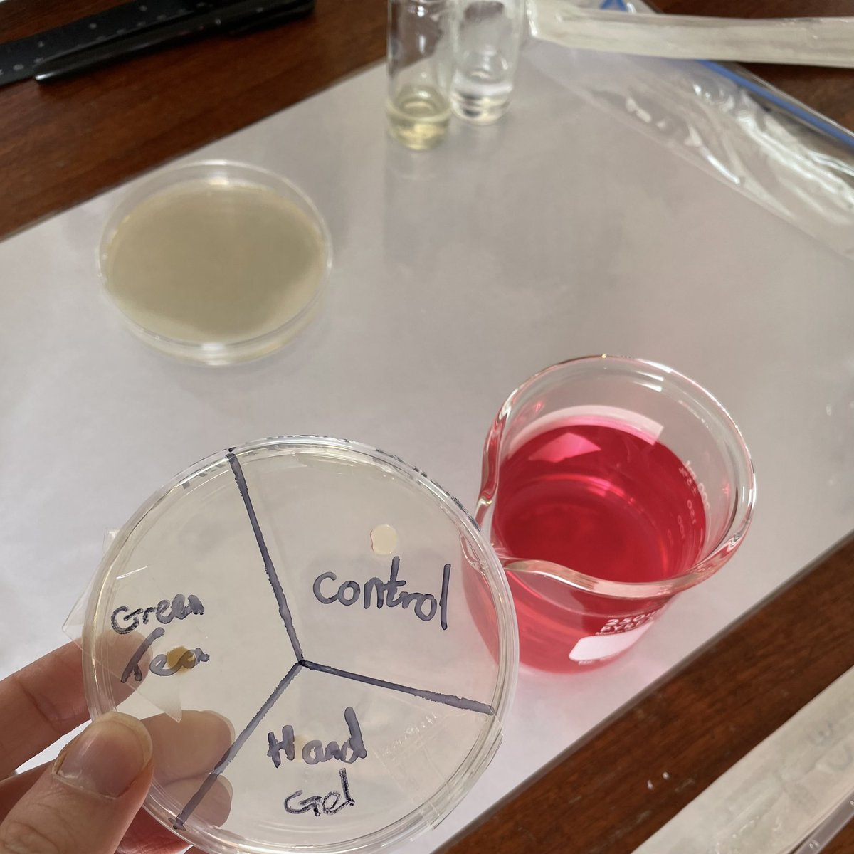 DerbyScientists's tweet photo. Today, Year 11 are investigating the effect of anti microbial substances on the growth of bacteria in their core practical #DerbyBiology #DerbyLearning https://t.co/yHxpgKRQFC