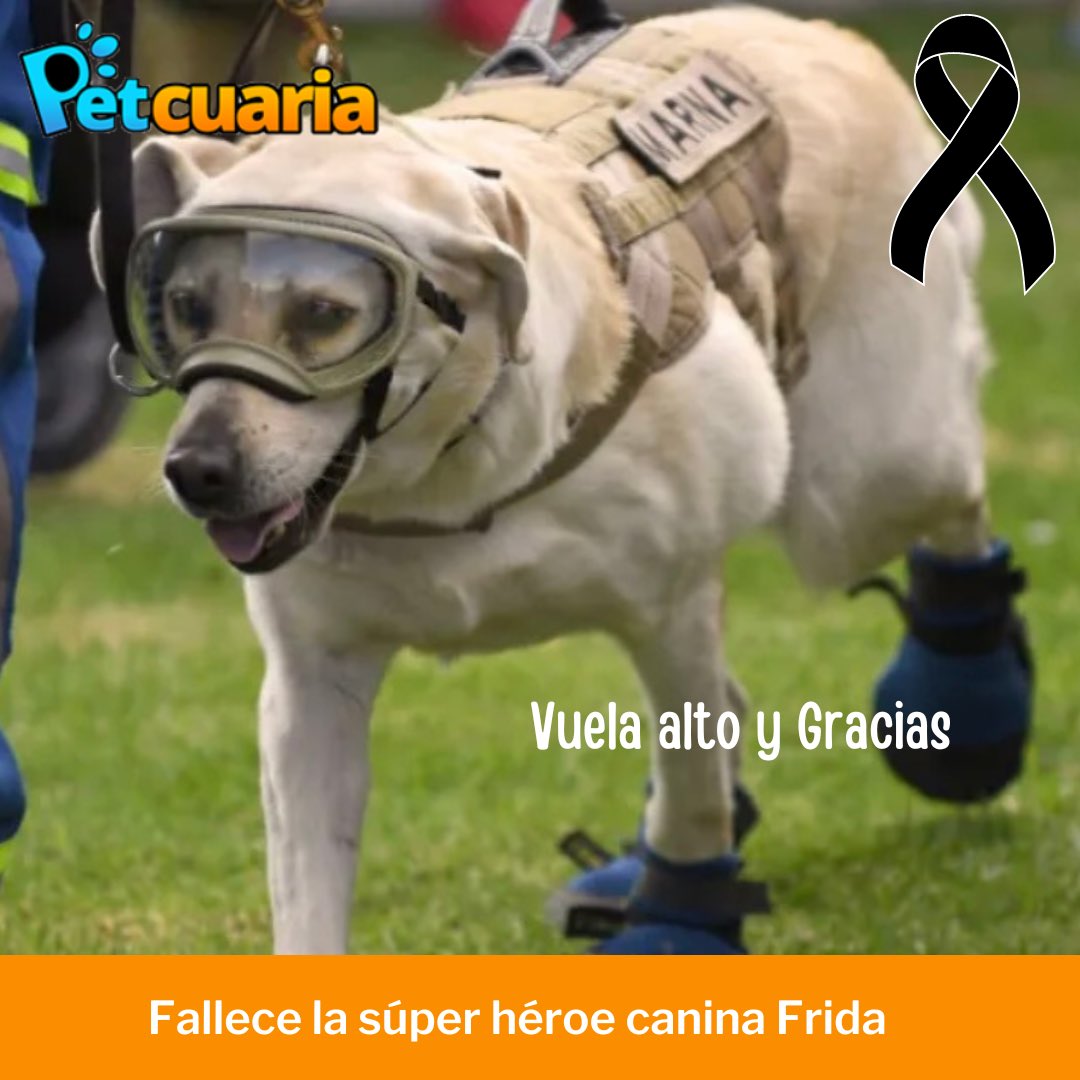 PetcuariaRD's tweet photo. Descansa en Paz #FridaRescatista #Frida https://t.co/JoIYi0GvrQ
