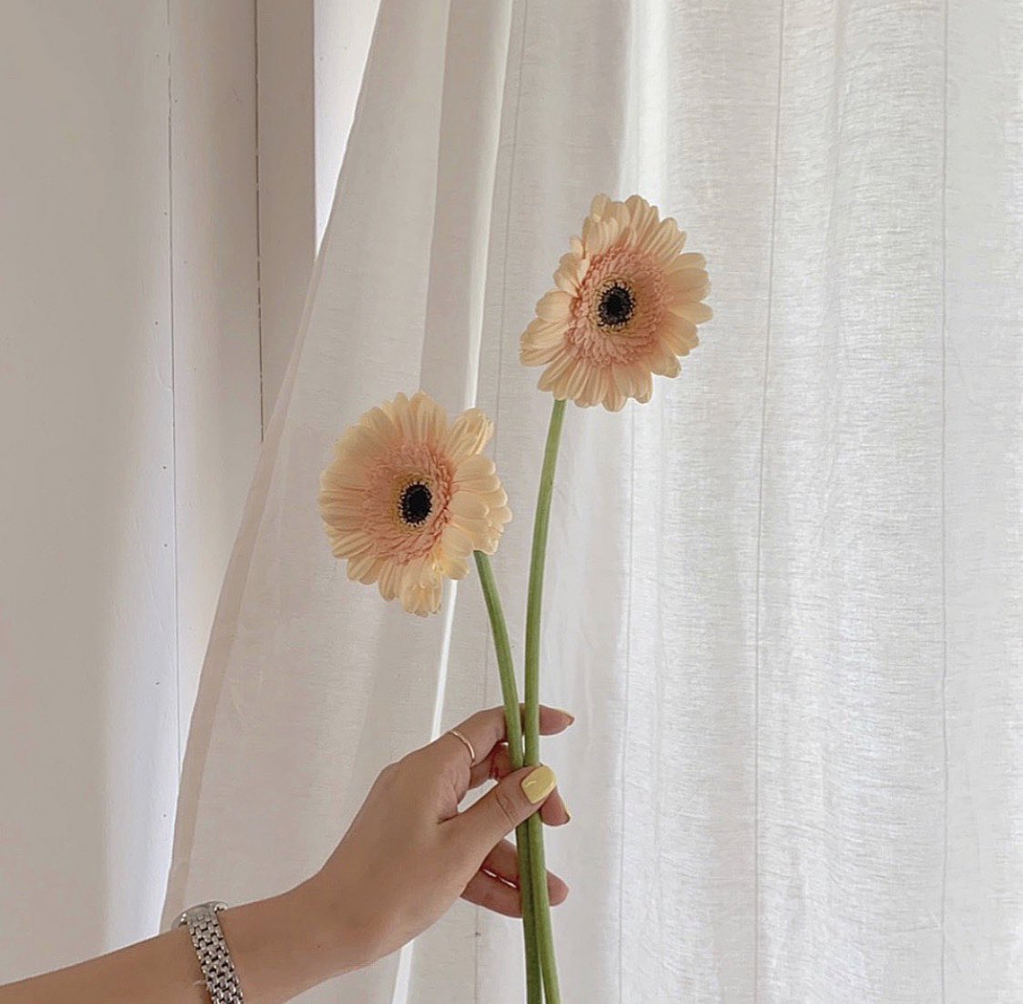 เยอร์บีร่าถึงเขา (น.)
หมายถึง เรามีเธอเป็นพลังและกำลังใจให้กันเสมอเลย เพราะการมีอยู่ของเธอทำให้รู้สึกเหมือนว่า โลกมันไม่ได้แย่แบบที่คิดเลย อย่างน้อยก็มีเธอเป็นเซฟโซนของเรา ‘เหมือนมีพระอาทิตย์ส่วนตัวในตอนที่โลกมืดมน ไม่สดใส’