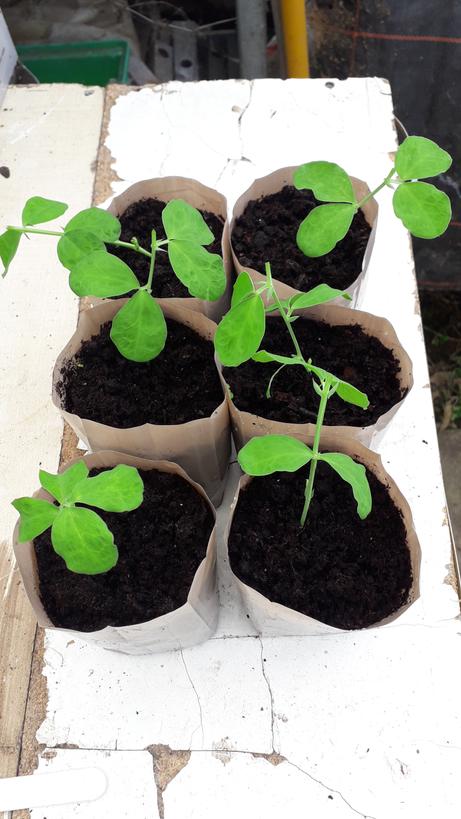 EagleSweetPeas's tweet photo. Keep them cool and plenty of light. If in greenhouse keep doors and windows open during the day. https://t.co/hbViYXr3D8