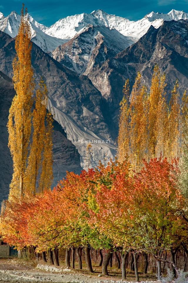 PicturePakistan's tweet photo. Autumn in Northern Pakistan ❤️

Photos: Tehsin razi https://t.co/aYHgXJYaOE